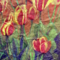 Determined Tulips