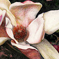 Pink Magnolia