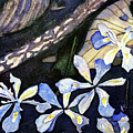 Dwarf Irises on the Forest Floor
